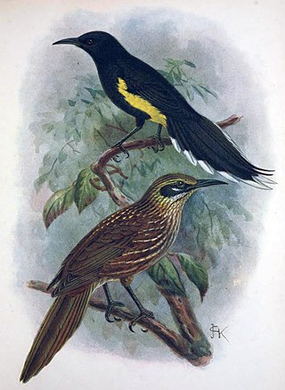 <span class="mw-page-title-main">Mohoidae</span> Extinct family of birds