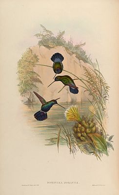 Blue-fronted lancet illustrated by John Gould and Henry Constantine Richter (Delivery 4 from 1853)