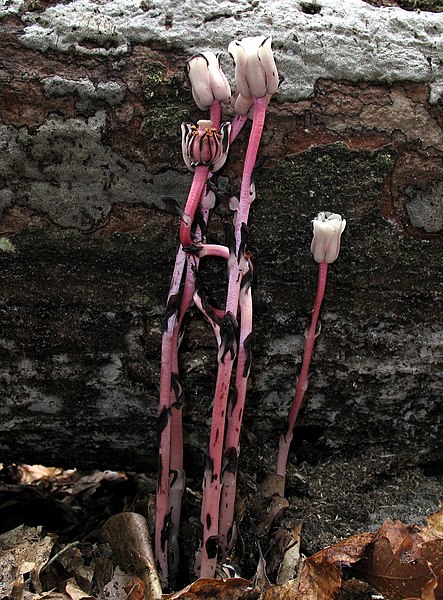 File:Monotropa uniflora L 283525.jpg