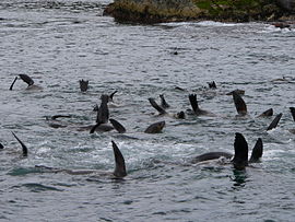 Montague Island Seals.JPG