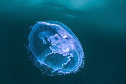 Moon jellyfish in Rågårdsdal