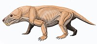 Moschorhinus, a therocephalian Moschorhinus DB.jpg