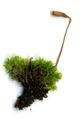 Moss plants & Sporangium