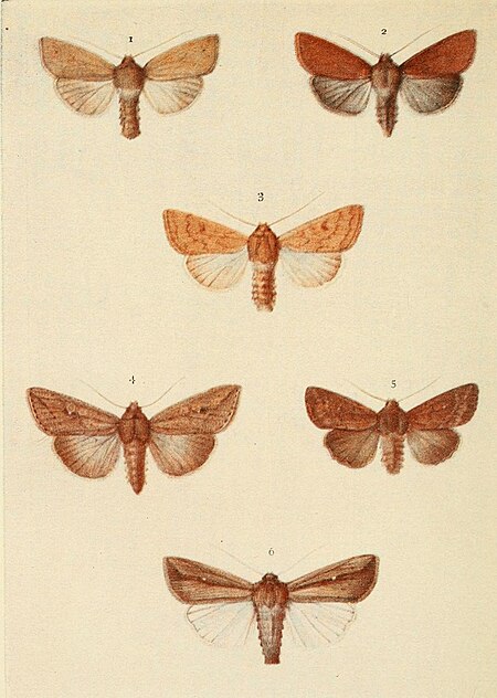 Tập_tin:Moths_of_the_British_Isles_Plate149.jpg