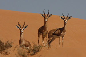 Mountain gazelles (gazella gazella).jpg