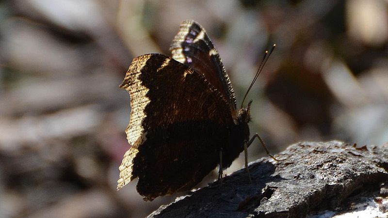 File:Mourning Cloak Butterfly - FOS (8586403900).jpg