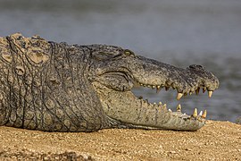 Au Sri Lanka, un crocodile des marais, sa tête. Mars 2022.