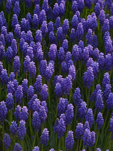 File:Muscari 1290245.jpg