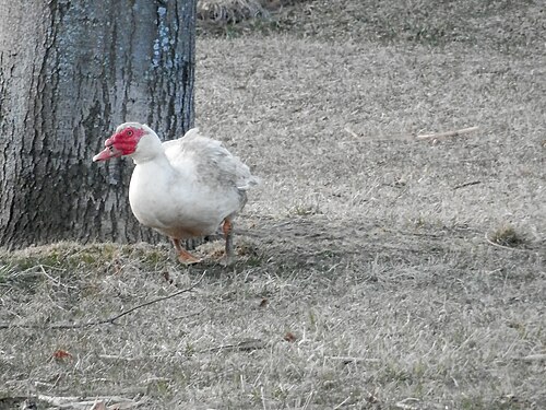 Muscovy Duck (Cairina moschata)