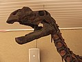 Muttaburrasaurus langdoni TMAG 20171118-036.jpg