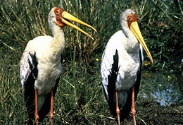 Geltonsnapis žabiras (Mycteria ibis)