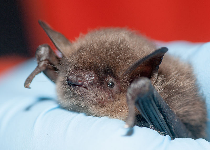 File:Myotis yumanensis (Yuma myotis) (11362476624).jpg