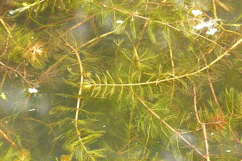 Погруженные листья. Уруть (Myriophyllum). Уруть колосистая (Myriophyllum spicatum),. Уруть колосистая гидрофит. Уруть мутовчатая (Myriophyllum verticillatum).