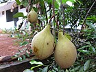 Myristica Fragrans - ജാതിക്കകൾ.JPG