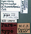 Myrmecocystus hammettensis casent0005883 label 1. jpg