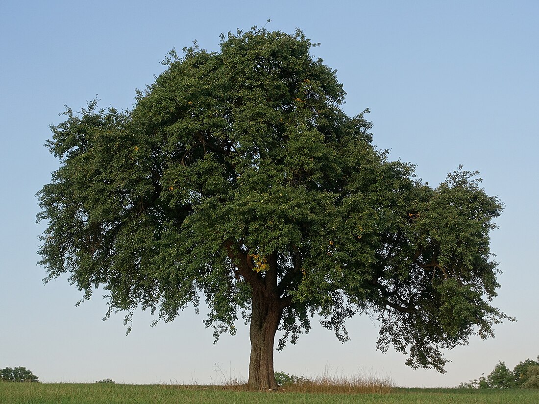 File:ND Birnbaum DSC01778-HDR.jpg