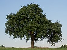 Pyrus pyraster tree (natural monument in Bayreuth) ND Birnbaum DSC01778-HDR.jpg