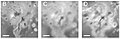 1997年“伽利略号”（B）和2007年“新视野号”（C和D）之间，显示了产灵火山的表面变化，其中“新视野号”的照片更可以看出一处围绕240公里长的新熔岩流呈双瓣状分布的喷流沉积层。