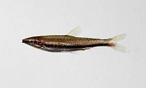 Nannostomus marilynae