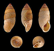 Napaeus obesatus, Shell