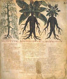 Graines de Mandragore (Mandragora officinarum)