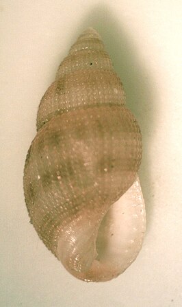 Nassarius eximius