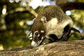 Nasua comune a Rincón de la Vieja Volcano National Park, Costa Rica