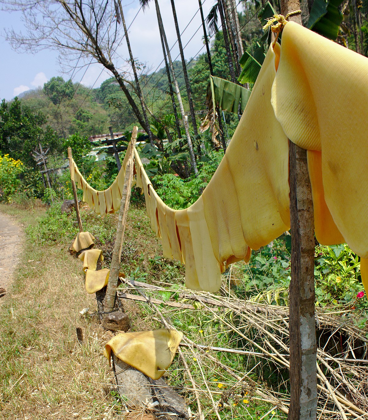 File:Natural rubber drying 2.jpg - Wikimedia Commons