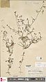 Naturalis Biodiversity Center - L.1969027 - Crotalaria impressa Nees ex Walp. - Leguminosae-Pap. - Plant type specimen.jpeg