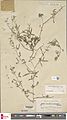 Naturalis Biodiversity Center - L.1969028 - Crotalaria impressa Nees ex Walp. - Leguminosae-Pap. - Plant type specimen.jpeg
