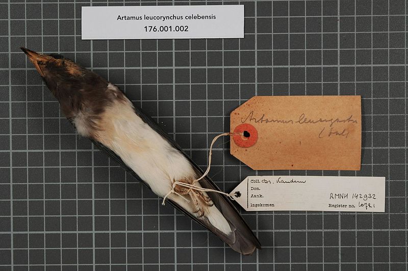 File:Naturalis Biodiversity Center - RMNH.AVES.142932 2 - Artamus leucorhynchus celebensis Bruggemann, 1876 - Artamidae - bird skin specimen.jpeg