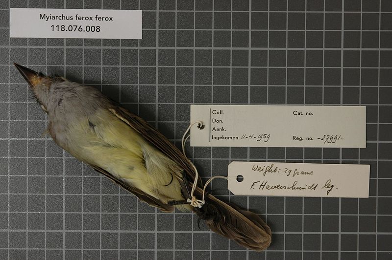 File:Naturalis Biodiversity Center - RMNH.AVES.27991 2 - Myiarchus ferox ferox (Gmelin, 1789) - Tyrannidae - bird skin specimen.jpeg