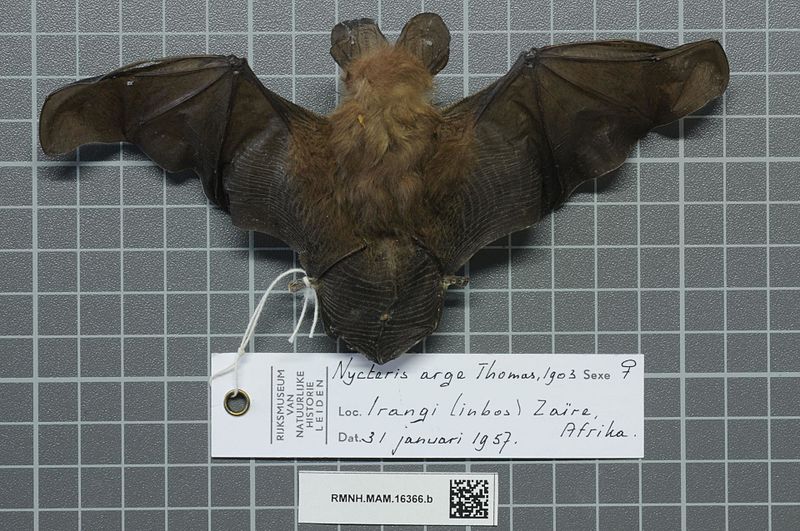 File:Naturalis Biodiversity Center - RMNH.MAM.16366.b dor - Nycteris arge - skin.jpeg