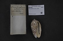 مرکز تنوع زیستی Naturalis - RMNH.MOL.212075 - Oliva julieta Duclos، 1840 - Olividae - پوسته نرم تنان. jpeg
