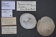 Центр биоразнообразия Naturalis - ZMA.MOLL.337001 - Onustus indicus (Гмелин, 1791) - Xenophoridae - Mollusc shell.jpeg