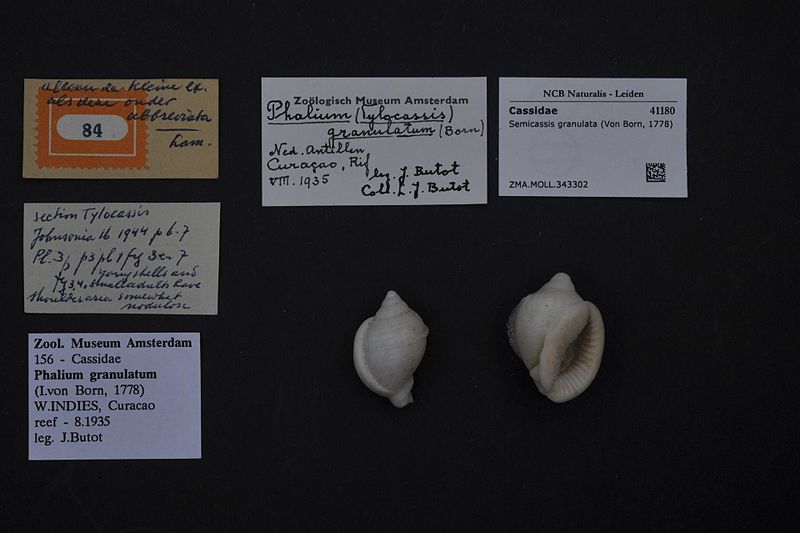 File:Naturalis Biodiversity Center - ZMA.MOLL.343302 1 - Semicassis granulata (Von Born, 1778) - Cassidae - Mollusc shell.jpeg