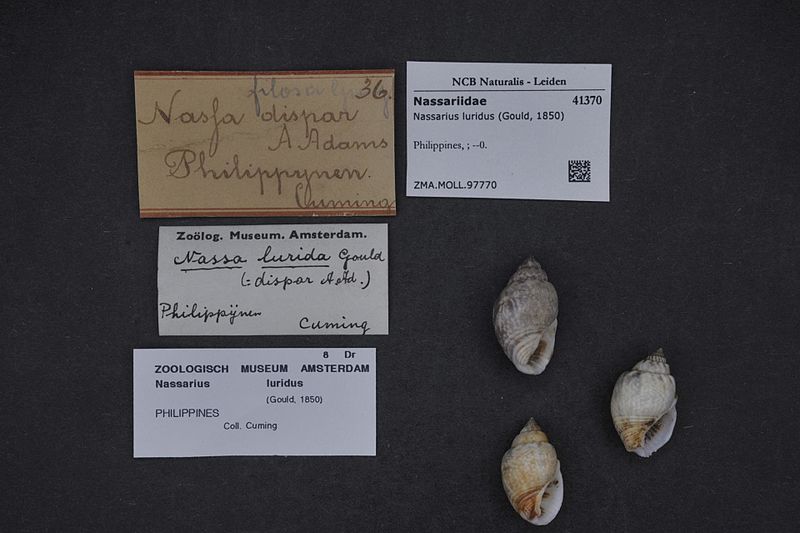 File:Naturalis Biodiversity Center - ZMA.MOLL.97770 - Nassarius luridus (Gould, 1850) - Nassariidae - Mollusc shell.jpeg