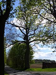 Oak near Hilwartshausen