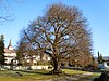 Natural monument Friedhofslinde Kayh.jpg