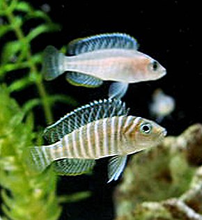 Beskrivelse av Neolamprologus similis.jpg-bildet.