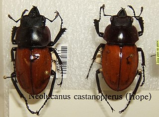 <i>Neolucanus castanopterus</i> Species of beetle
