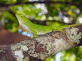 Neotropical green anole.jpg