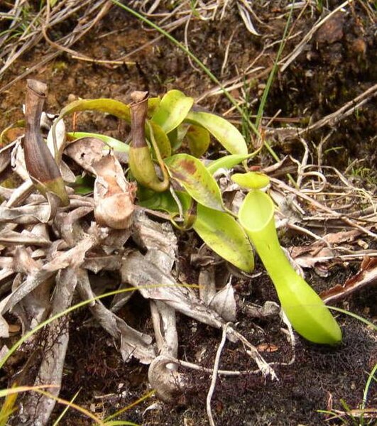 File:Nepenthes reinwardtiana.JPG