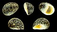 * Nomination Shell of an Ancient Nerite, Nerita antiquata --Llez 21:35, 19 January 2018 (UTC) * Promotion Good quality. --Basotxerri 21:41, 19 January 2018 (UTC)