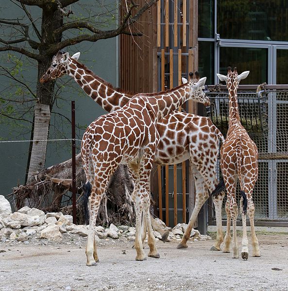 File:Netzgiraffe (Giraffa camelopardalis reticulata) Tierpark Hellabrunn-3.jpg