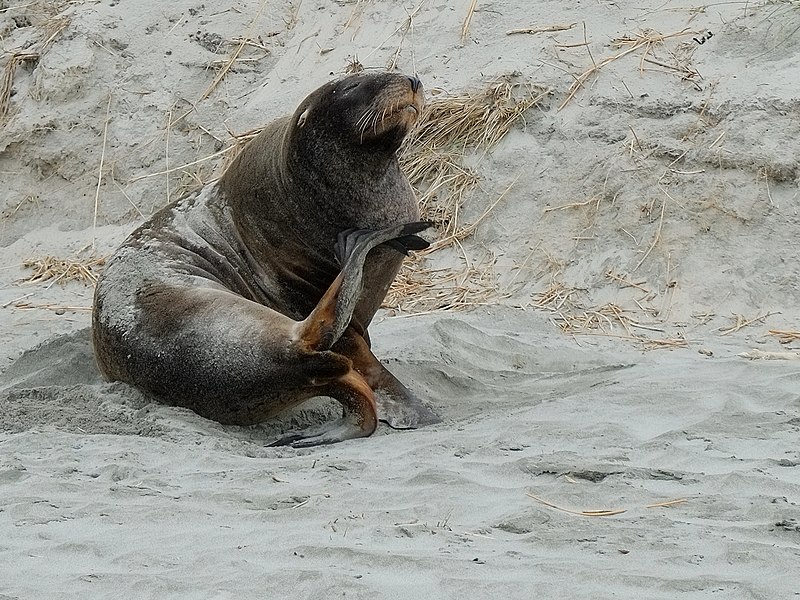 File:New Zealand Sea Lion sitting at Allan's Beach.jpg