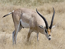 Grantgazelle