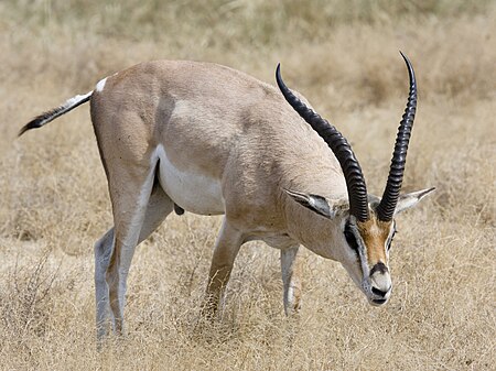 Tập_tin:Ngorongoro_Grant-Gazelle.jpg