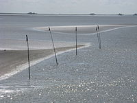 93. Platz: Klausrohwer Neu! mit Pricken im Nordfriesischen Wattenmeer bei Dagebüll, Nationalpark Schleswig-Holsteinisches Wattenmeer