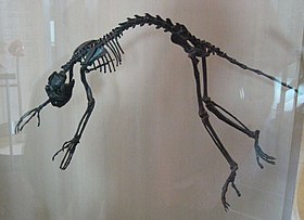 Esqueleto de Notharctus tenebrosus.